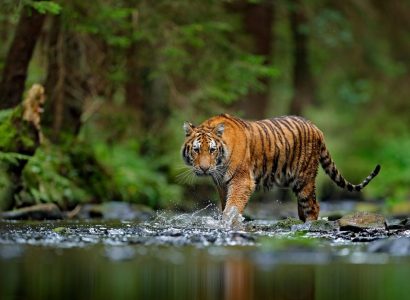 Tijgers en natuur in India