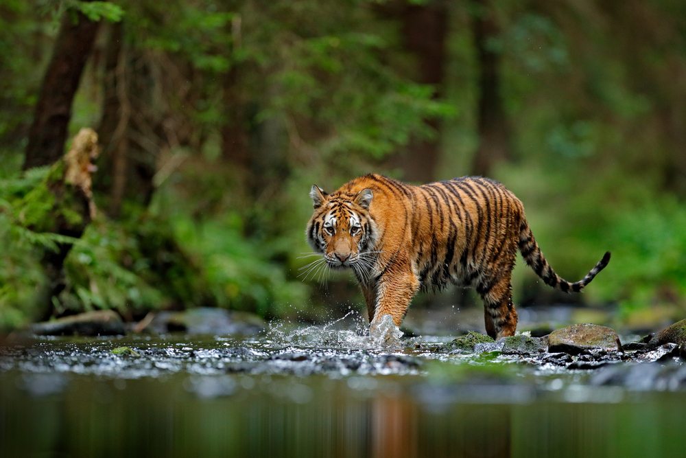 Tijgers en natuur in India