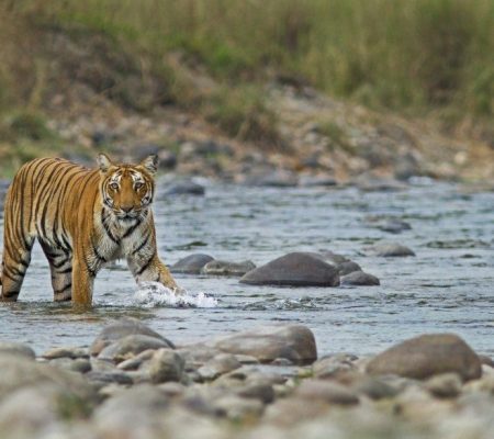 Tijger, Corbett National Park, India - Shutterstock Tijgersafari in Corbett