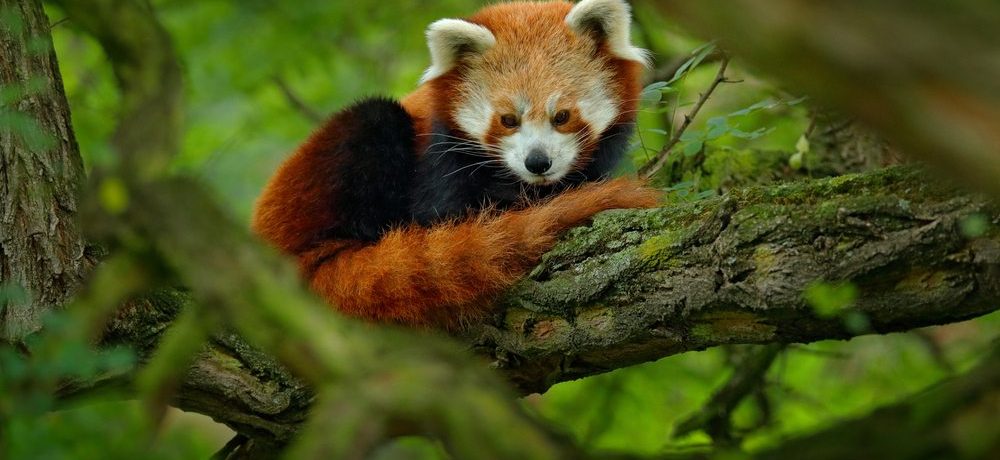 India's rode panda, neushoorn & tijger