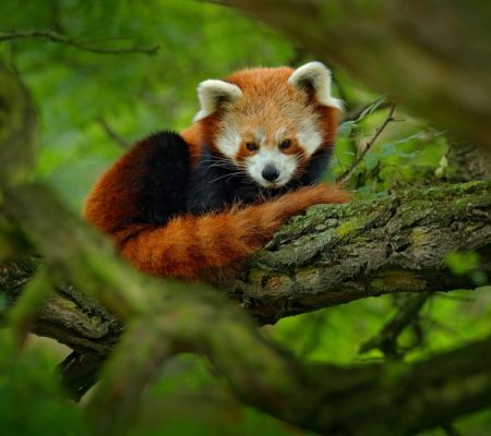 Rode panda, Chengdu, Sichuan, China - Shutterstock