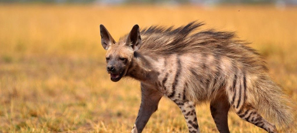 Gestreepte hyena, India, Azië - Shutterstock