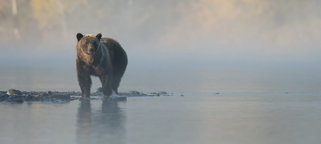 Grizzly beer