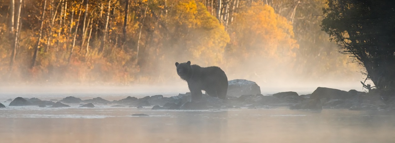 Berenreis Knight Inlet Lodge