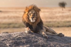 Big Five Tanzania