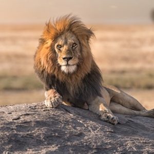 Big Five Tanzania