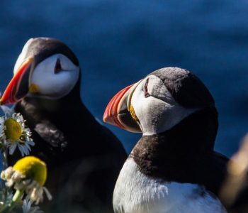 Papegaaiduikers IJsland, Bezienswaardigheden Westfjorden