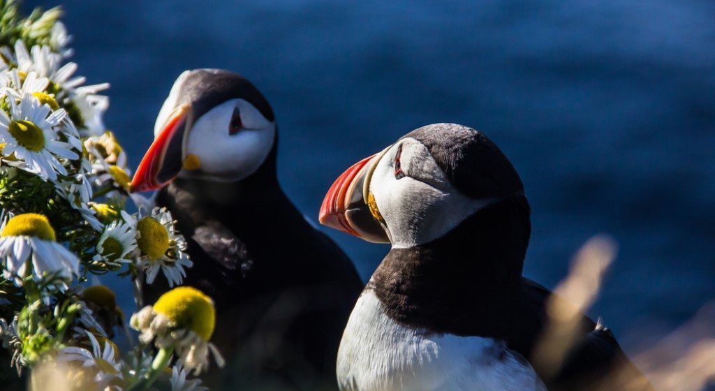 Papegaaiduikers IJsland, Bezienswaardigheden Westfjorden
