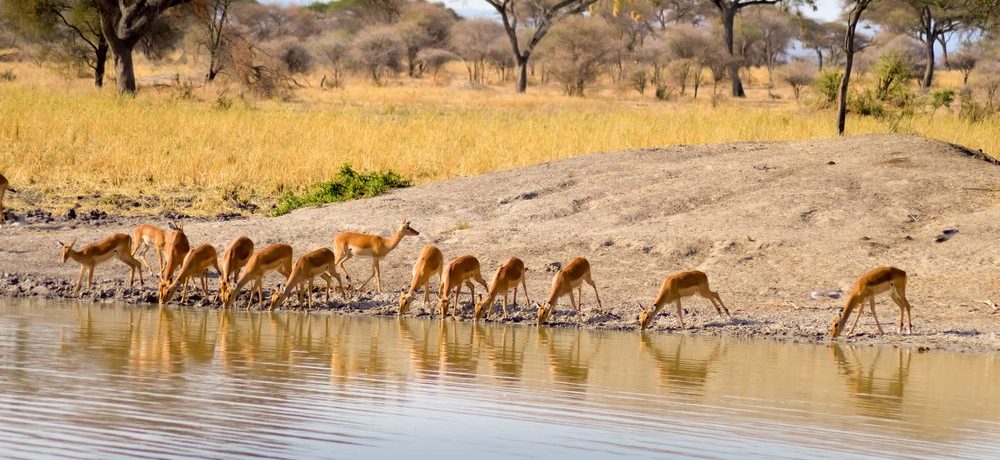 Tarangire National Park