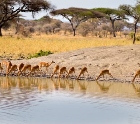 Tarangire National Park