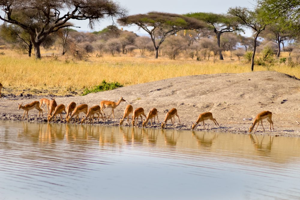 Tarangire National Park