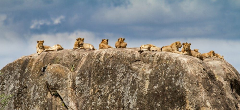 Serengeti, Big Five Safari Tanzania