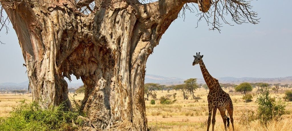 Baobab boom, Ruaha, Tanzania - Shutterstock Ruaha