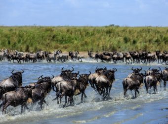 Masai Mara, Noord Tanzania, Beste tijd voor Kenia, Kenia safari en strandreis