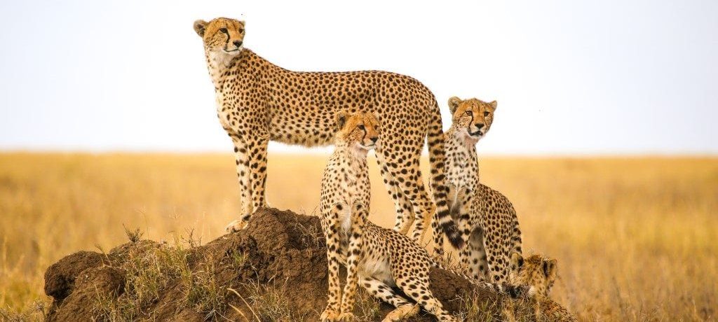 Cheetah, Serengeti, Tanzania - Shutterstock Serengeti