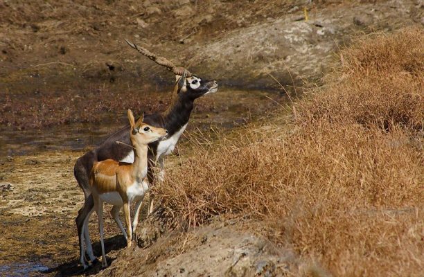 Antilope, Sasan Gir, India - Shutterstock Vierhoorn antilope in Sasan Gir