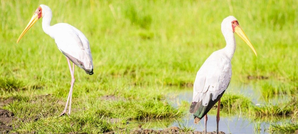 Snavelooievaar, Tsavo West, Kenia - Shutterstock