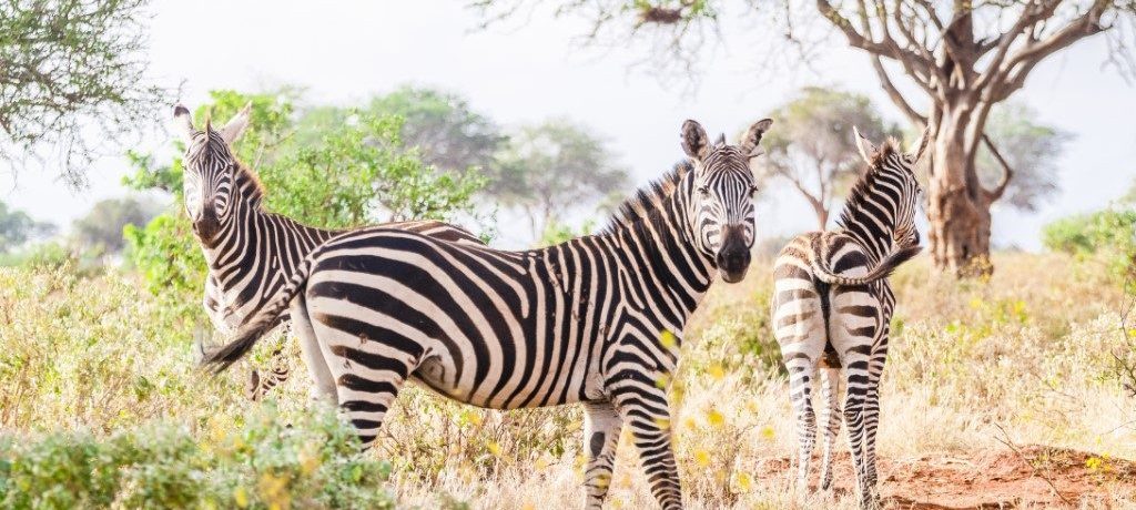 Zebra's in Tsavo