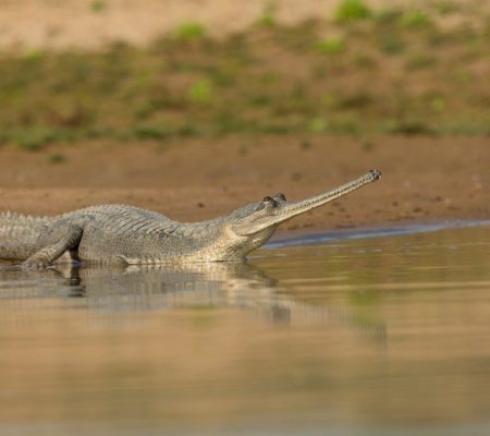 Gaviaal aan de waterkant van Chambal river