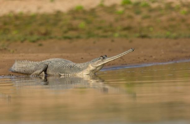 Gaviaal aan de waterkant van Chambal river