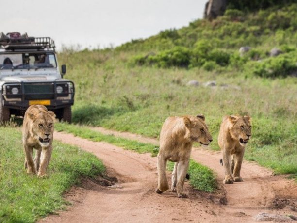 Leeuw, game drive, Serengeti, Tanzania - Shutterstock Leeuwen, Serengeti