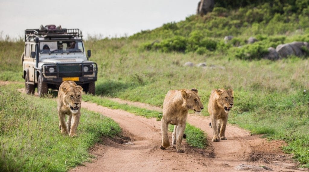 Leeuwen, Serengeti