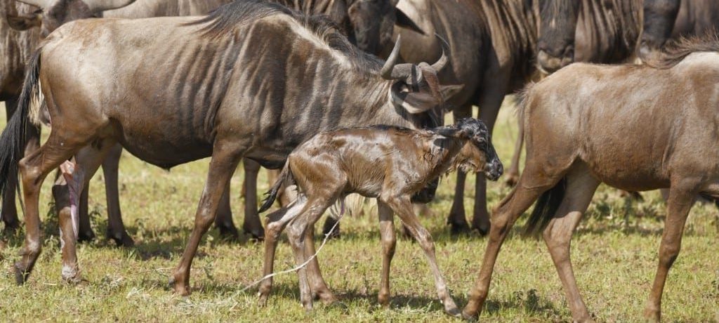 Wildebeest migratie, Ndutu, Zuid Serengeti, Tanzania - Shutterstock Zuid Serengeti, wildebeest migratiereis