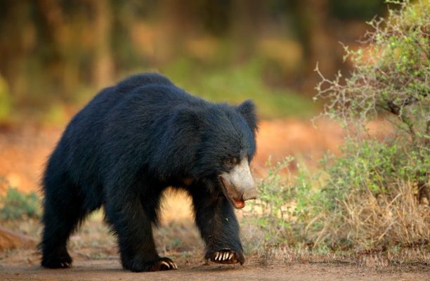 Lippenbeer, Ranthambore, India - Shutterstock Lippenbeer, Ranthambore National Park