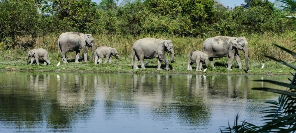 Olifant, Kaziranga, Assam, India - Shutterstock Kaziranga Rondreis tijgers olifanten neushoorns