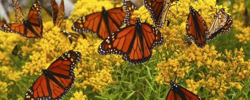 Monarch vlinder