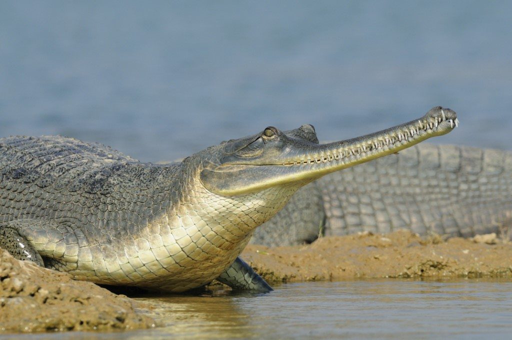 Gaviaal, Chambal