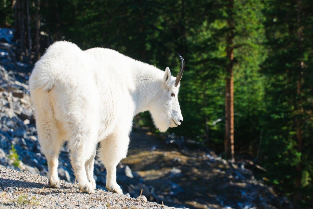 Berggeit, Jasper