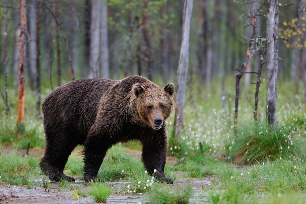 Finland beren en wolven reis