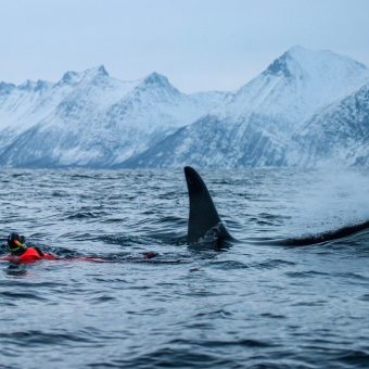 Excursies, Snorkelen Noorwegen
