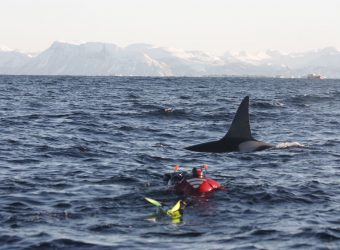 Snorkelen met orka