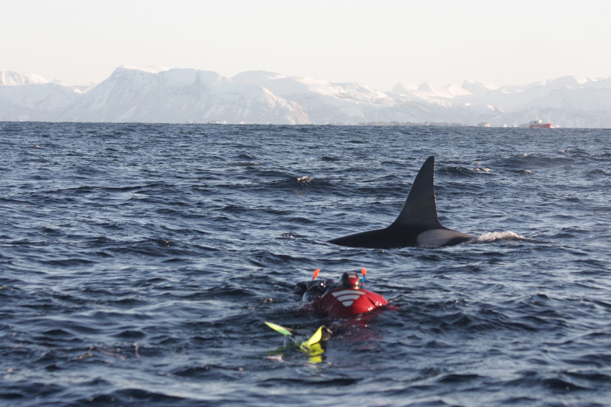 Snorkelen met orka