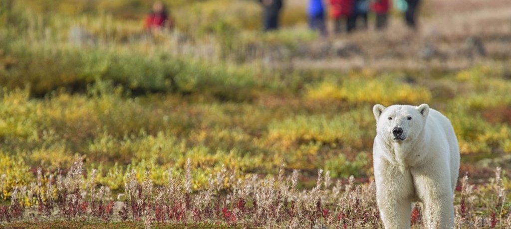 Foto: Robert Postma © Churchill