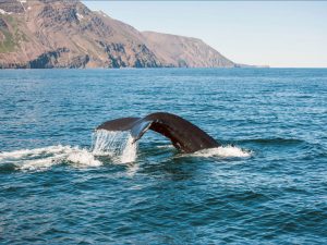 Walvis, IJsland - Shutterstock