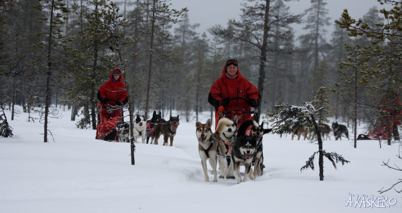 husky safari Fins Lapland