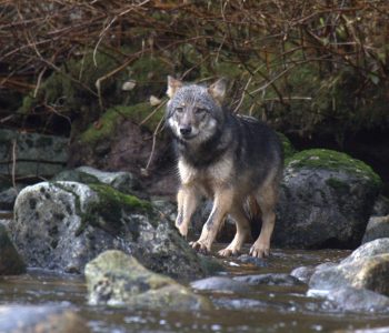 Wolf