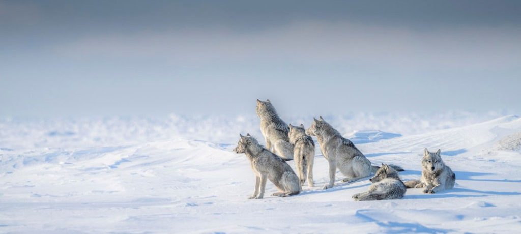 Foto: Jad Davenport © Churchill