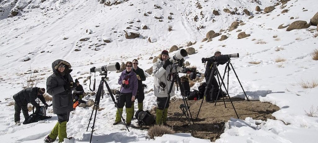 Fotograferen sneeuwluipaard in Ladakh
