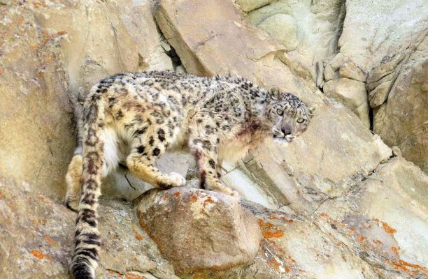 Sneeuwluipaarden Snow Leopard Lodge