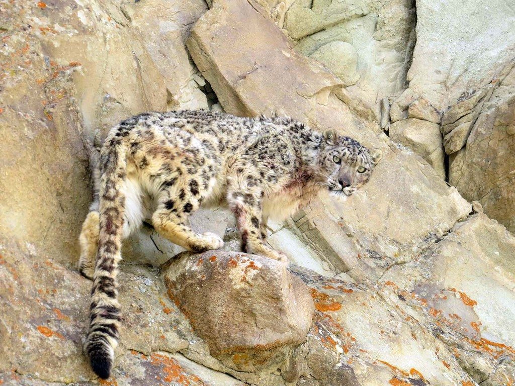 Sneeuwluipaarden Snow Leopard Lodge